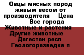 Овцы мясных пород живым весом от производителя. › Цена ­ 110 - Все города Животные и растения » Другие животные   . Дагестан респ.,Геологоразведка п.